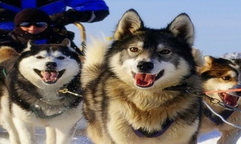 LAPLAND TURU BEMBEYAZ BİR MASAL SÖMESTR ÖZEL TURU OCAK 2024 SKY